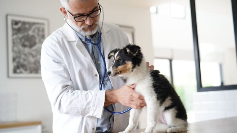 Understanding the Importance of Regular Check-Ups for Your Pets