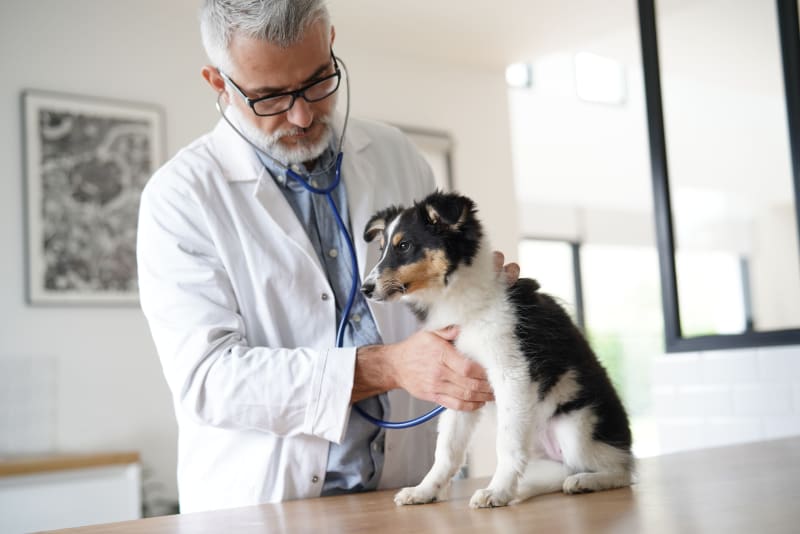 Understanding the Importance of Regular Check-Ups for Your Pets